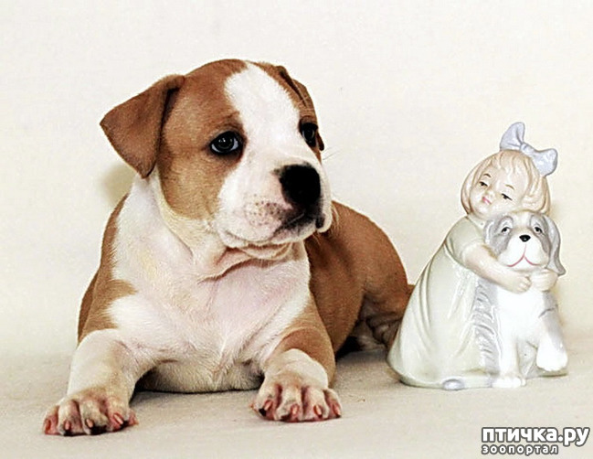 фото 20: Собаки в скульптуре