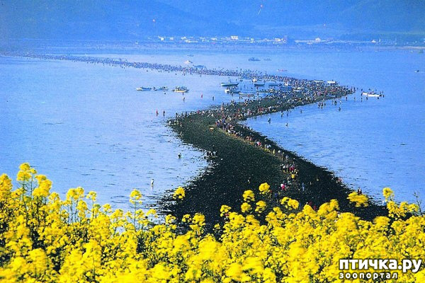 фото 2: Раступившееся Жёлтое море
