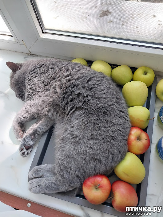 фото 1: Кот в яблоках 2