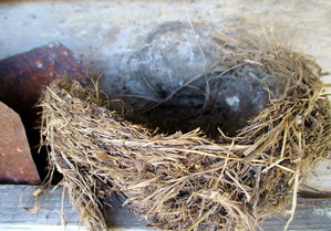 фото: Вечное гнездо