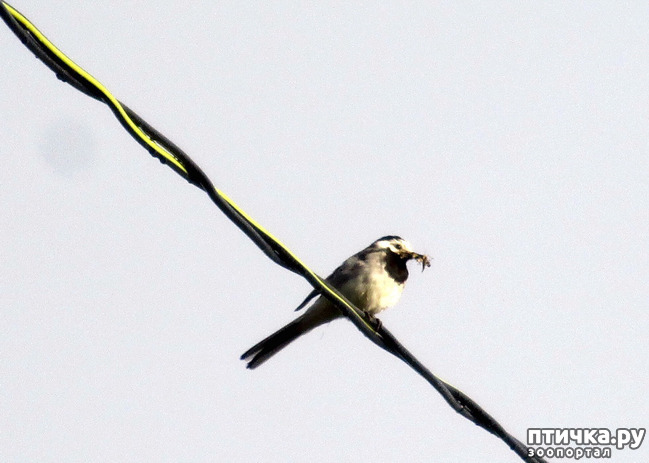 ���� 1: ������������ � ����. �����