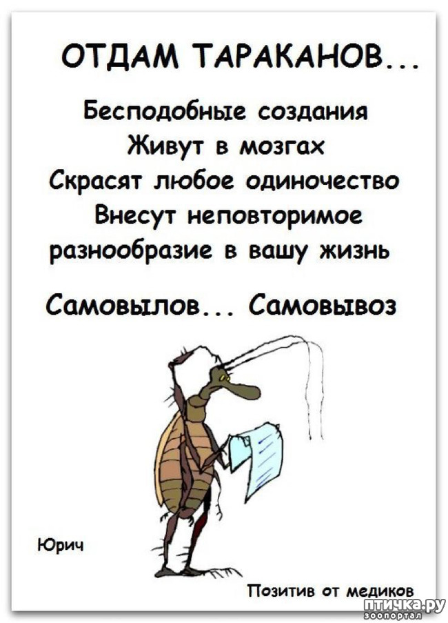  10:   ,     ))