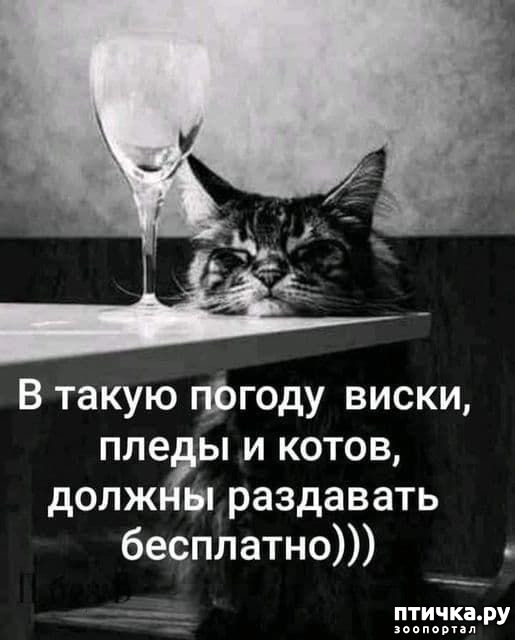  13:   ,     ))