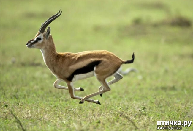 фото 3: Газель Томсона - быстрая газель Африки