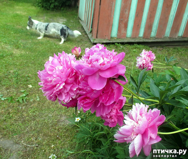 ���� 35: ��������� ����. �������, ����.