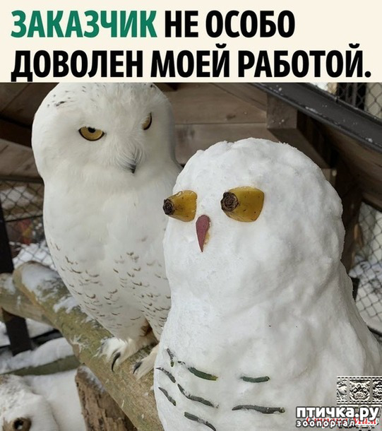 фото 42: С зимней пятницей!