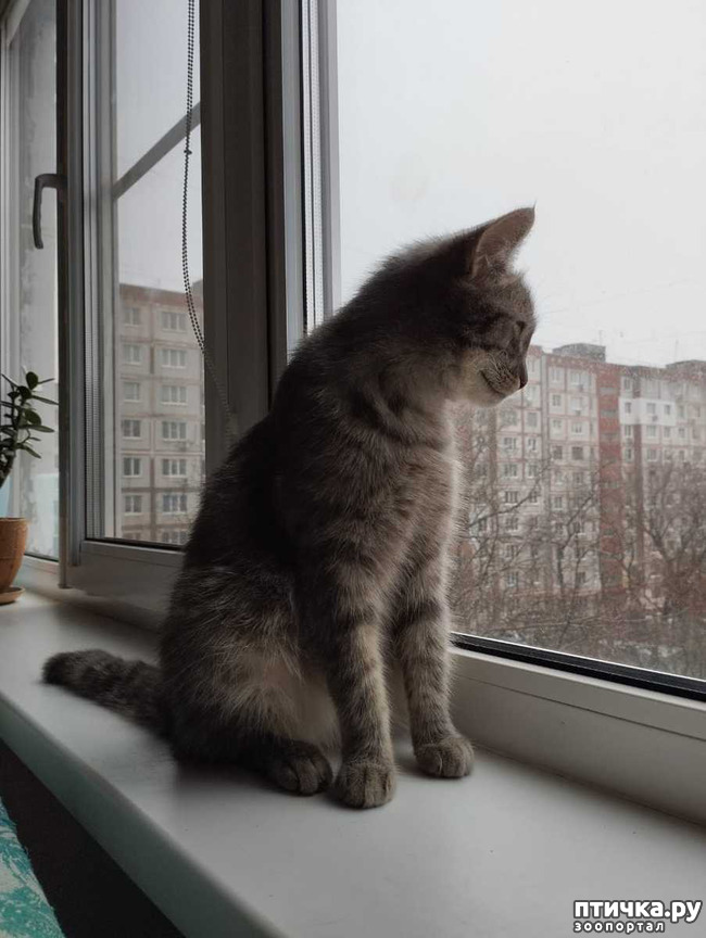 фото 3: Помогите подружить кошек. Есть вопросы.