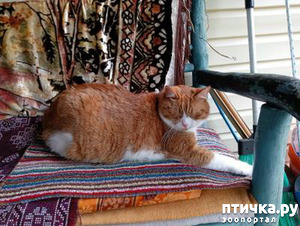 ����: ������������ � ������� ����. ��������.