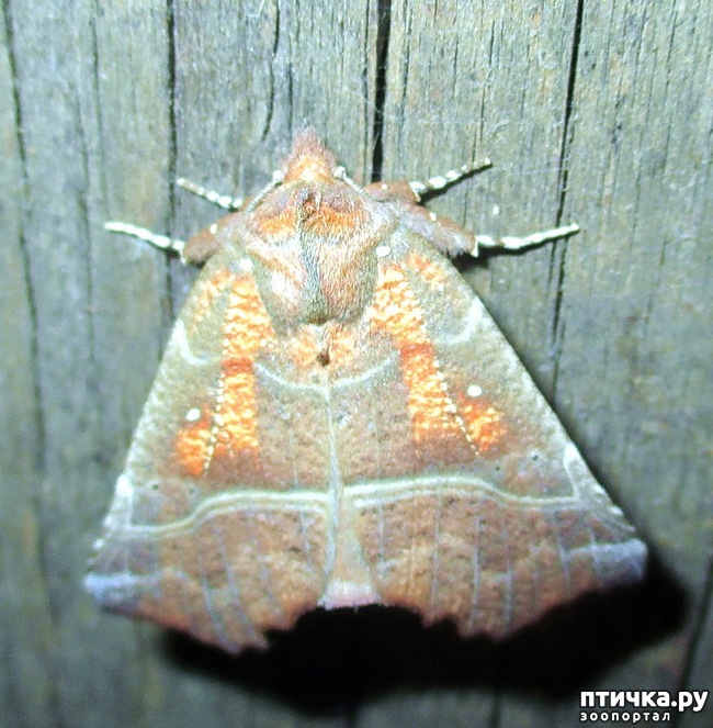 ���� 4: ������������ � ������� ����. ��������.