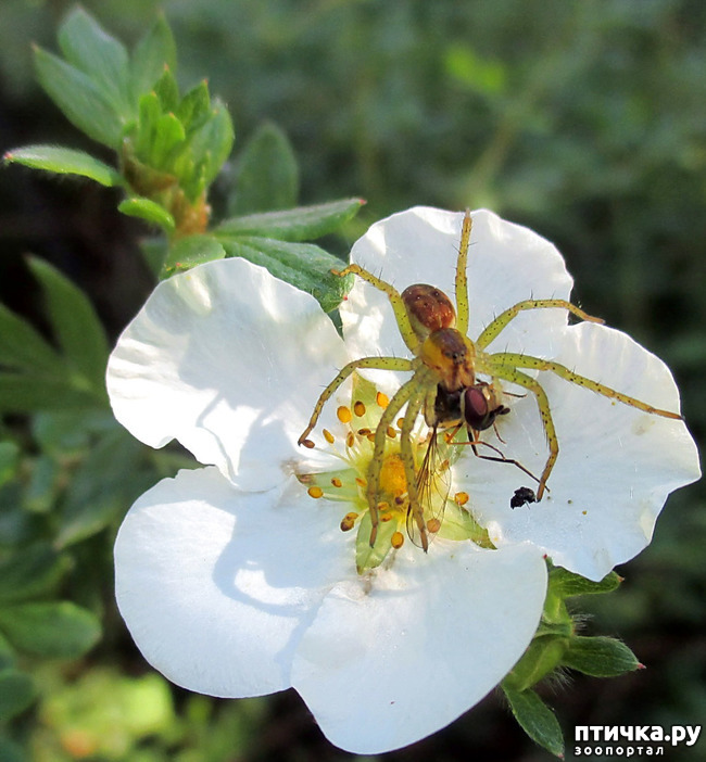 ���� 15: ������������ � ������� ����. ��������.