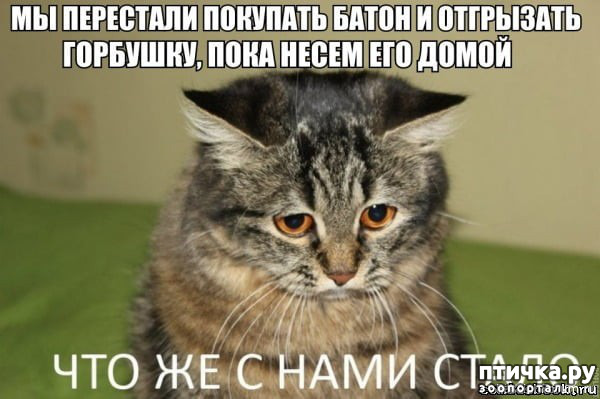  32: ,   ...