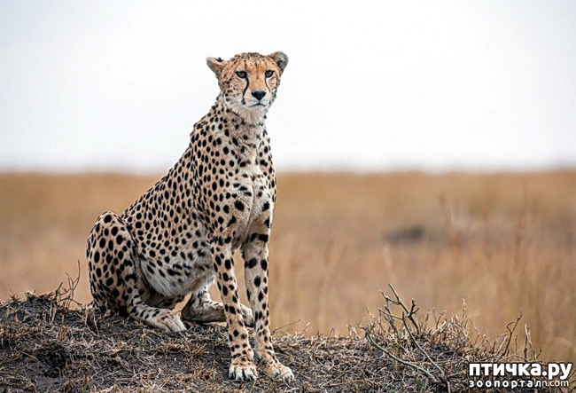 ���� 4: ����� ������� �������. �����������