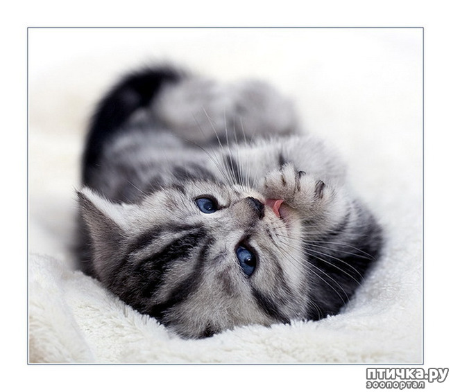 ���� 11: ����� ������� �������. �����������