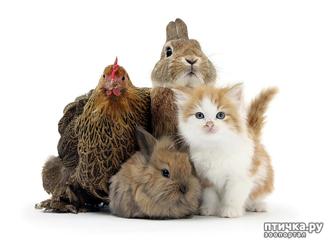 ���� 16: ����� ������� �������. �����������