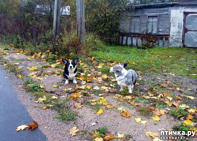 ���� 13: ������ � �������. �������