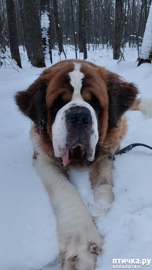 ����: ���������. ����� ������ ����