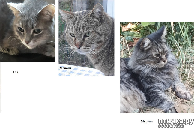 ���� 7: ������� ��� ���������� ����� � �������� ��������� (���)