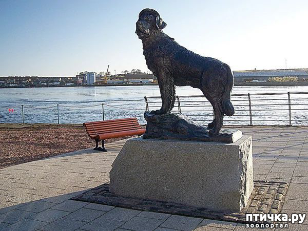 фотография 3: День сенбернара! фото 3: День сенбернара!