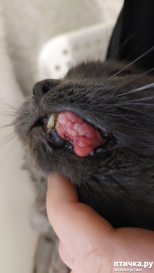 фото: Что с котом?
