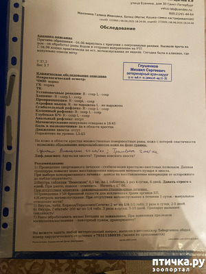фото: Не происходит мочеиспускание у кошки после перелома хвоста