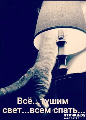 фотография: Животный юмор фото: Животный юмор