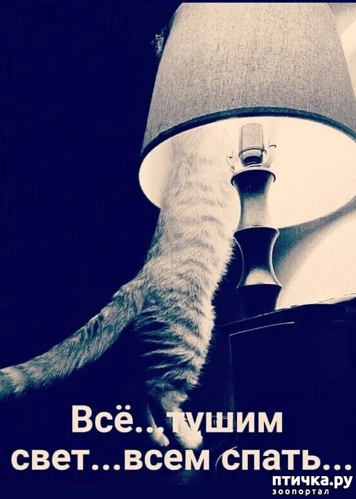 фотография 1: Животный юмор фото 1: Животный юмор