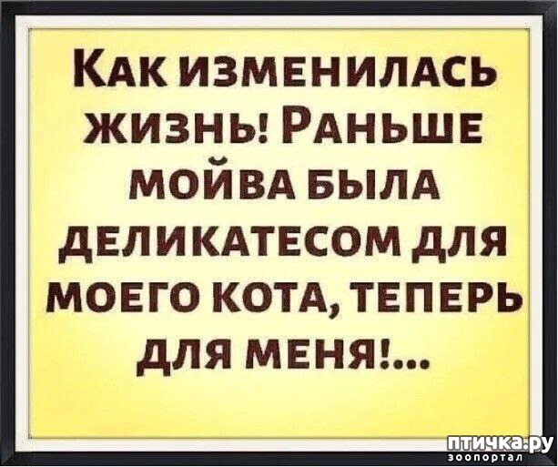 фотография 3: Животный юмор фото 3: Животный юмор