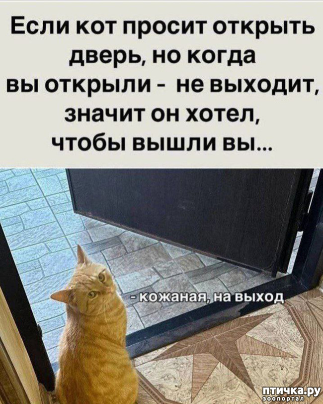 фотография 2: Животный юмор фото 2: Животный юмор