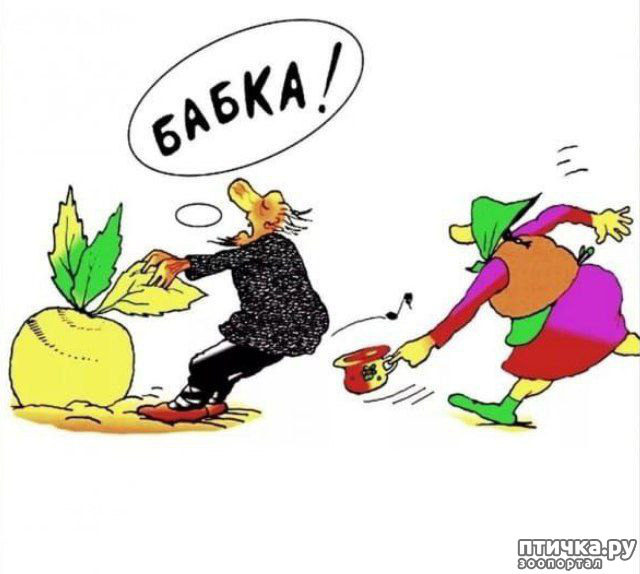 фотография 8: Животный юмор фото 8: Животный юмор