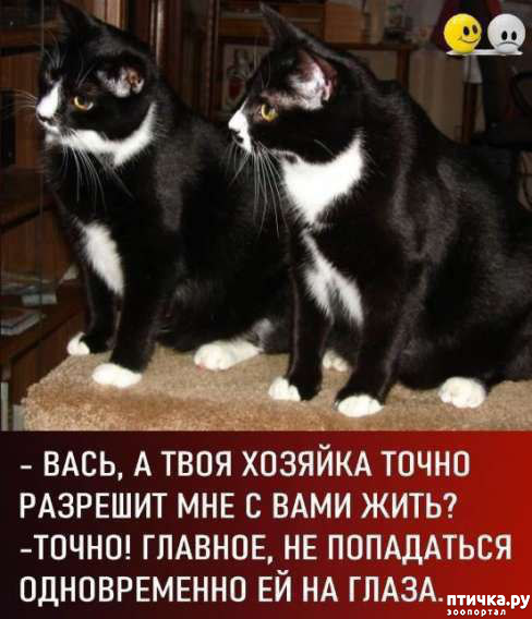 фотография 10: Животный юмор фото 10: Животный юмор