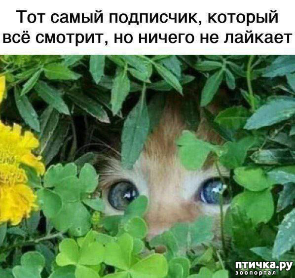 фотография 12: Животный юмор фото 12: Животный юмор