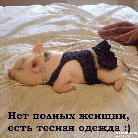 фотография 13: Животный юмор фото 13: Животный юмор