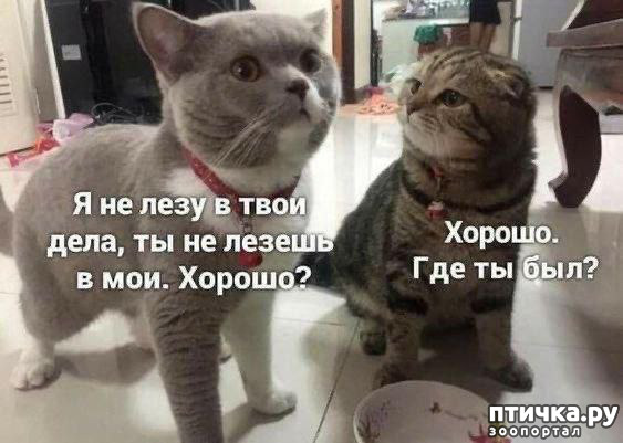 фотография 15: Животный юмор фото 15: Животный юмор