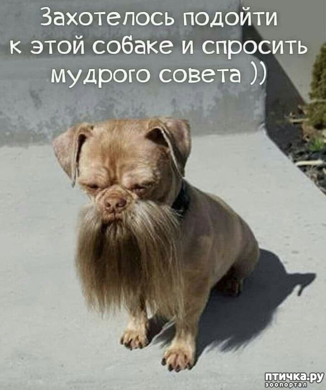 фотография 11: Животный юмор фото 11: Животный юмор