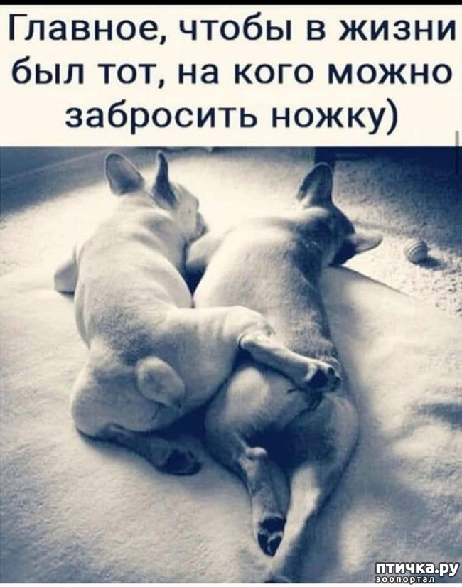 фотография 14: Животный юмор фото 14: Животный юмор