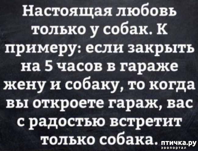 фотография 16: Животный юмор фото 16: Животный юмор