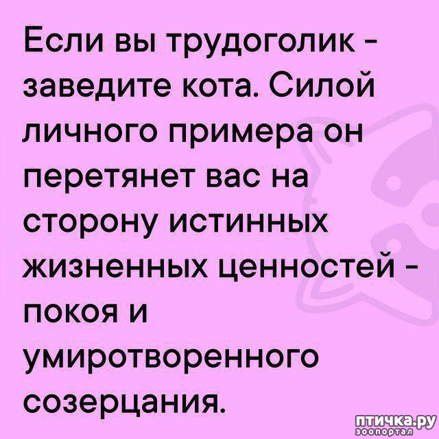 фотография 17: Животный юмор фото 17: Животный юмор