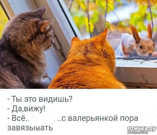 фотография 18: Животный юмор фото 18: Животный юмор