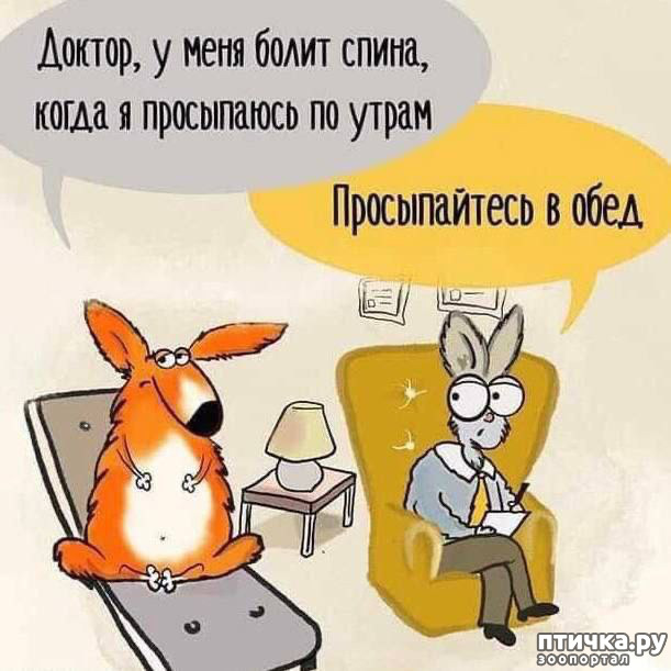 фотография 20: Животный юмор фото 20: Животный юмор