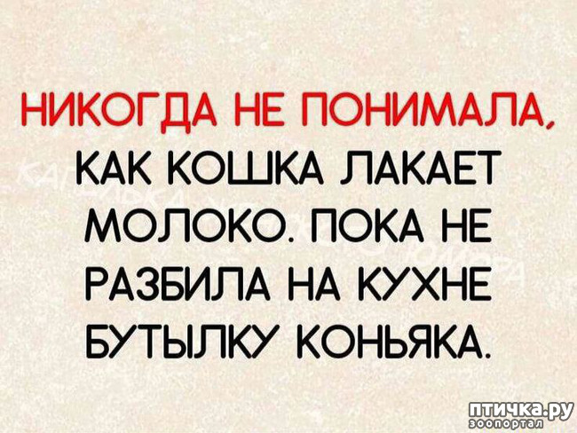 фотография 21: Животный юмор фото 21: Животный юмор