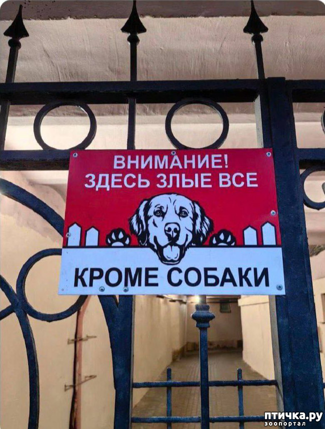 фотография 28: Животный юмор фото 28: Животный юмор