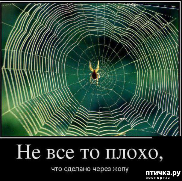 фотография 31: Животный юмор фото 31: Животный юмор