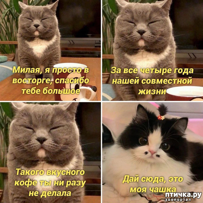 фотография 30: Животный юмор фото 30: Животный юмор