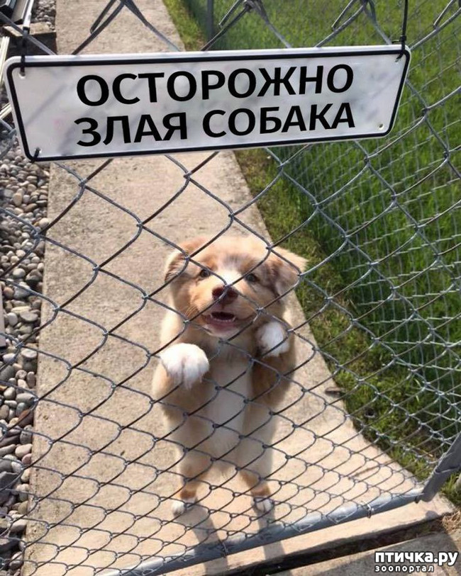 фотография 32: Животный юмор фото 32: Животный юмор