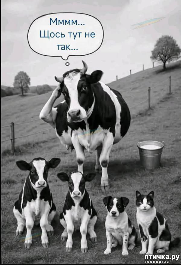 фотография 29: Животный юмор фото 29: Животный юмор