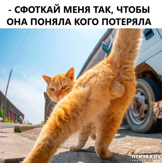 фотография 33: Животный юмор фото 33: Животный юмор