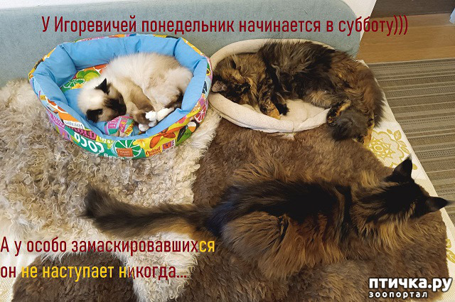  5:  )))