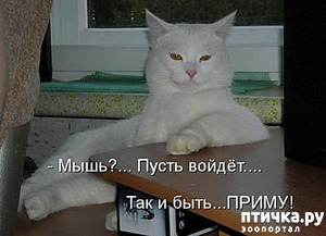 ����: ���������, �������!