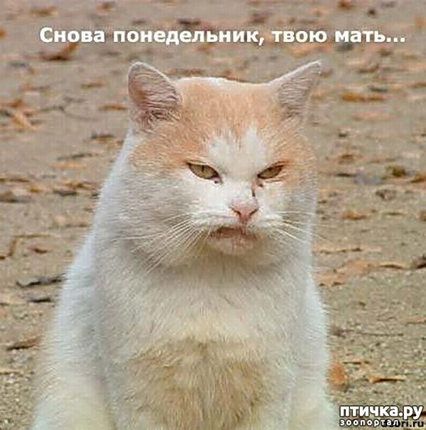 ���� 3: ���������, �������!