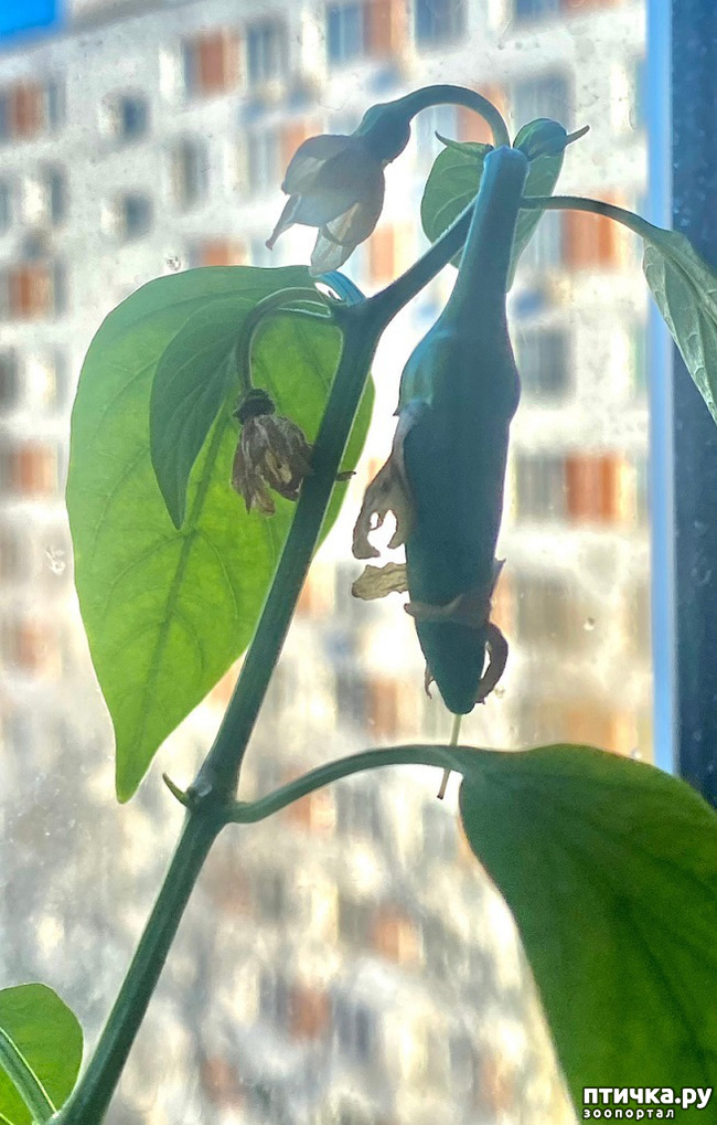 ���� 5: ����� ���, ����� - ������!